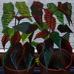 Backlit Begonia, Oil On Canvas, 24" X 24"